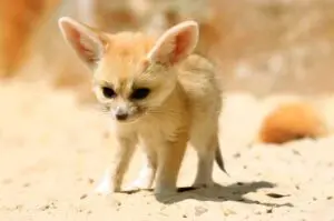 Fénec zorro del desierto Sáhara península del Sinaí