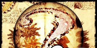 Manuscrito Voynich enigma misterio