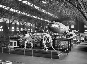 Una de las exposiciones de la St. Louis Fair de 1904
